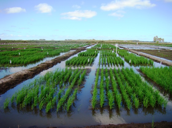 Produção de sementes de arroz